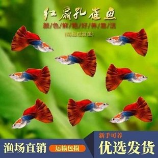 孔雀鱼巴西红扇孔雀小鱼苗下崽胎生凤尾鱼活体小型淡水热带观赏鱼