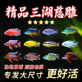 三湖慈鲷自然发色鱼孔雀岩栖六间小丑勾鼻热带鱼观赏鱼活体鱼