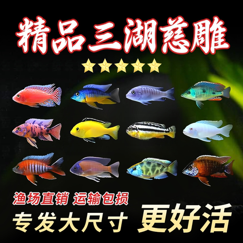 三湖慈鲷自然发色鱼孔雀岩栖六间小丑勾鼻热带鱼观赏鱼活体鱼