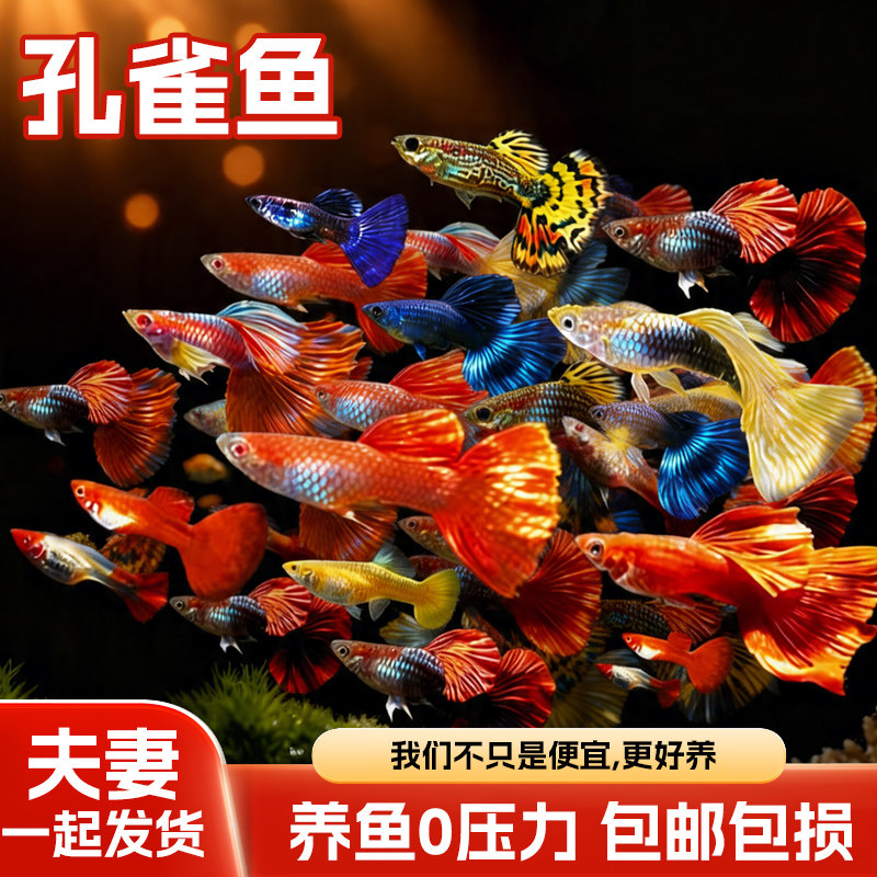 孔雀鱼天空蓝杂袍鱼小鱼苗下崽胎生凤尾鱼活体小型淡水热带观赏鱼