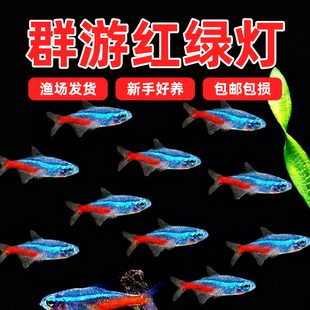 红绿灯小型灯科鱼孔雀鱼热带观赏鱼淡水宝莲灯鱼活体鱼群游鱼 包邮