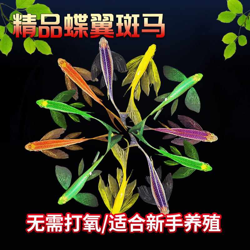 糖果斑马鱼观赏鱼小型鱼蝶翼斑马鱼红绿灯孔雀鱼好养小鱼七彩斑马