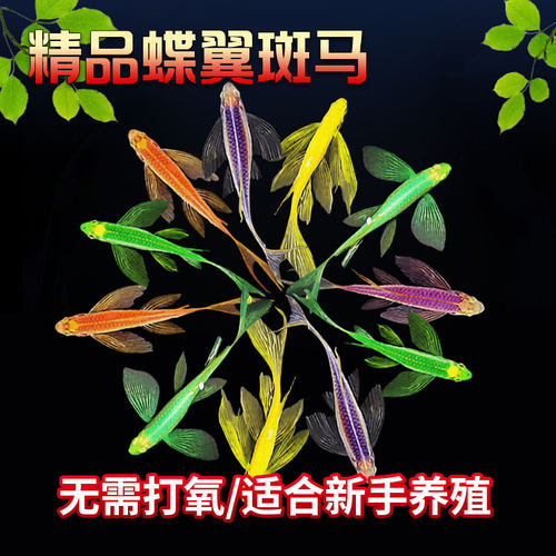 国际裁判带您一起玩水族