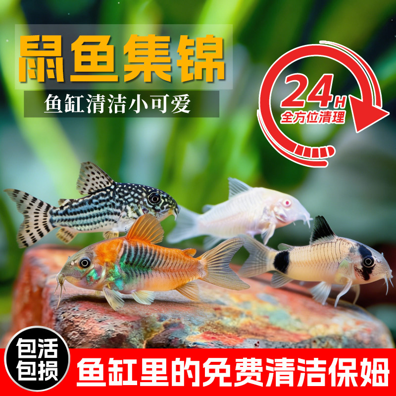 老鼠鱼活体小型金苔鼠白咖啡鼠珍珠鼠三间鼠清洁工具清道夫熊猫鼠