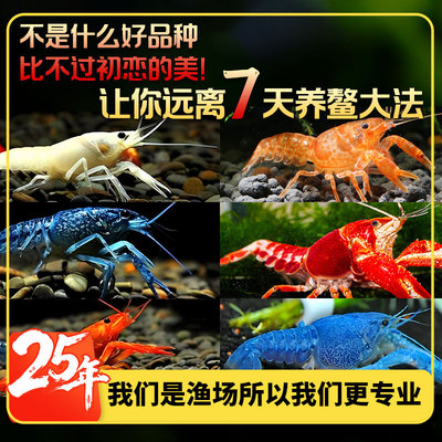 观赏鳌虾观赏虾淡水龙虾冷水耐活宠物虾火山原生天空蓝魔虾青花瓷