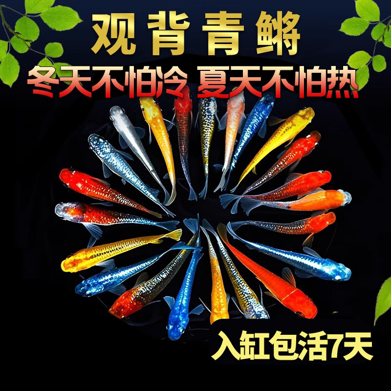 观背青鳉观赏鱼小型鱼冷水鱼鱼苗淡水好养活不打氧懒人鱼新手鱼