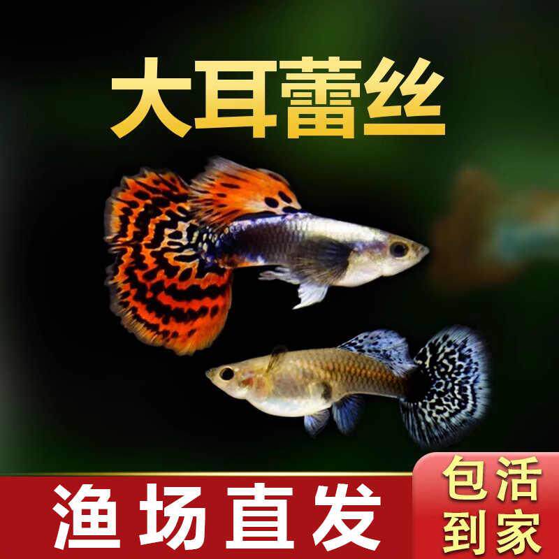 【精品】大耳蕾丝孔雀鱼活体活鱼热带鱼高端孔雀鱼观赏鱼 - 实物图