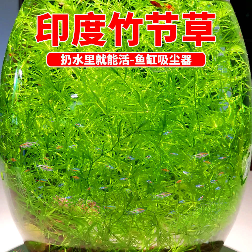 印度竹节草好养耐活水草植物孔雀鱼虾躲避中后景淡水增氧净化水质