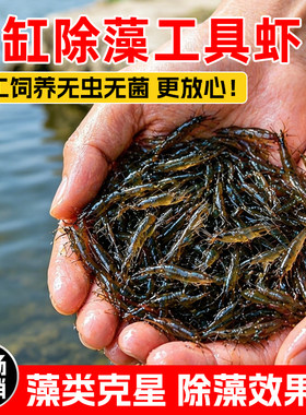 品质保证活体除藻虾观赏虾