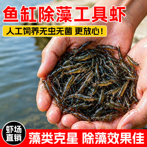 品质保证活体除藻虾观赏虾