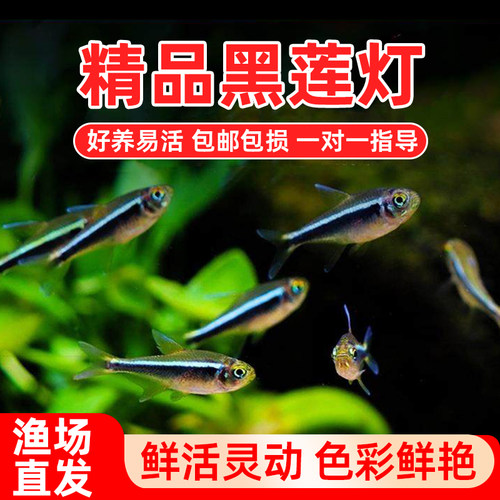 黑莲灯黑灯黑宝莲灯小型热带鱼观赏鱼红绿灯黑管灯鱼草缸群游活体