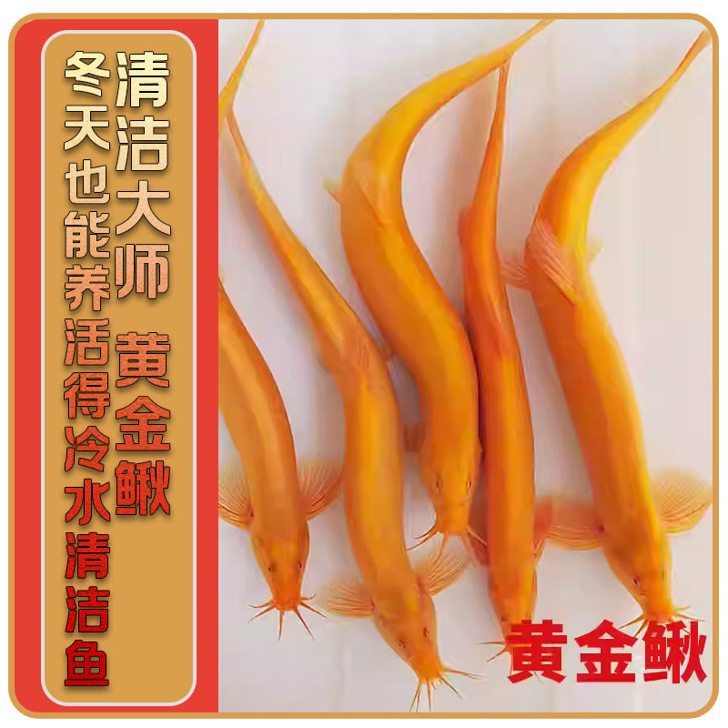 黄金泥鳅免换水懒人套装 生态缸清道夫 观赏鱼 除藻工具鱼观赏鱼