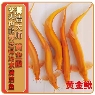 黄金泥鳅免换水懒人套装 生态缸清道夫 观赏鱼 除藻工具鱼观赏鱼