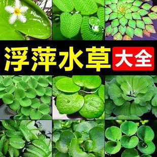 浮萍水草圆心萍乌龟鱼缸造景净化水质古法养鱼生态缸一叶莲水草