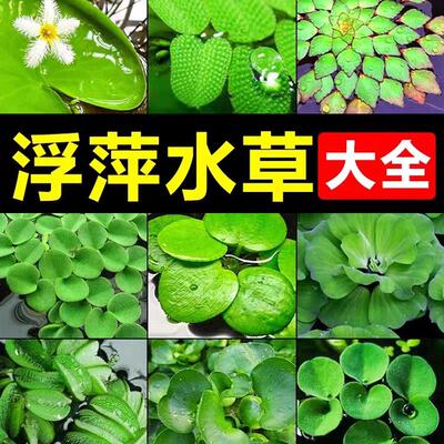 国际裁判带您一起玩水族