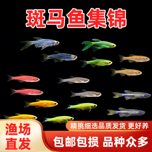红蓝斑马鱼小型热带观赏鱼草缸灯科鱼冷水鱼翡翠蓝莓斑马包邮活体