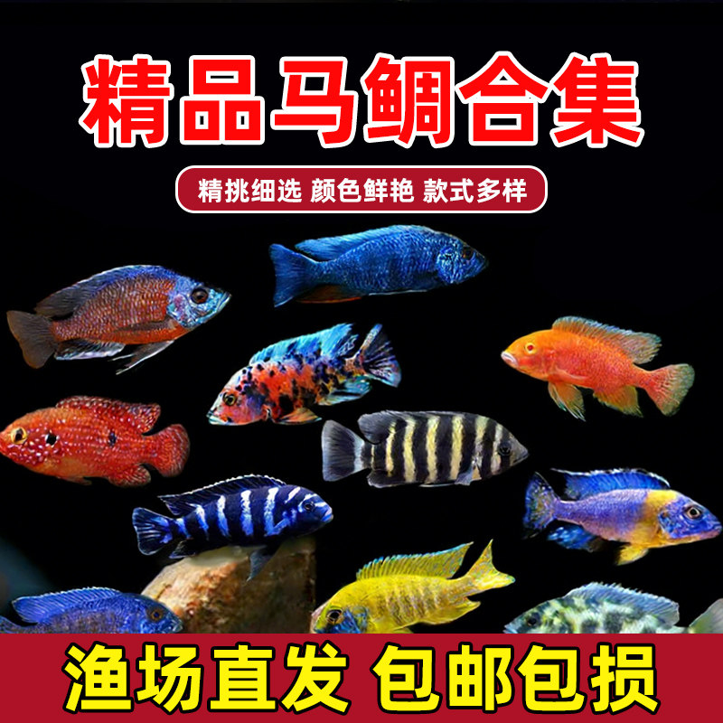 三湖慈鲷鱼黑线王子活体中小型耐养易活热带观赏鱼马鲷坦鲷淡水鱼
