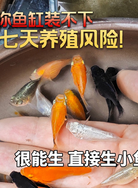 精品玛丽球观赏鱼活体新手好养玛丽球带胎热带鱼小型活鱼混养小鱼