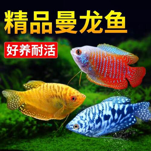 曼龙鱼热带观赏鱼黄曼龙蓝曼龙五彩血珍珠马甲球活体小型淡水鱼