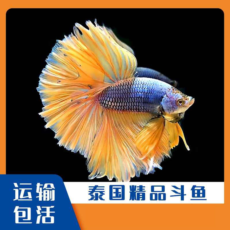 泰国斗鱼活体新手套餐｜半月将军鱼苗热带鱼包邮｜生态缸懒人免打