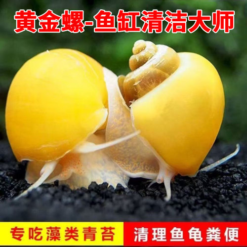 观赏螺冷水除藻黄金螺清洁鱼缸吃鱼龟粪便淡水好养易活工具螺活体