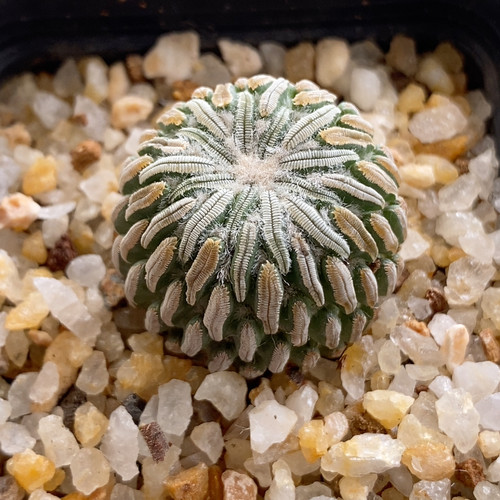 精巧丸仙人球2.5cm177