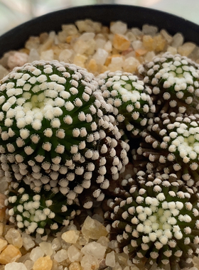 松针牡丹群5.1cm557
