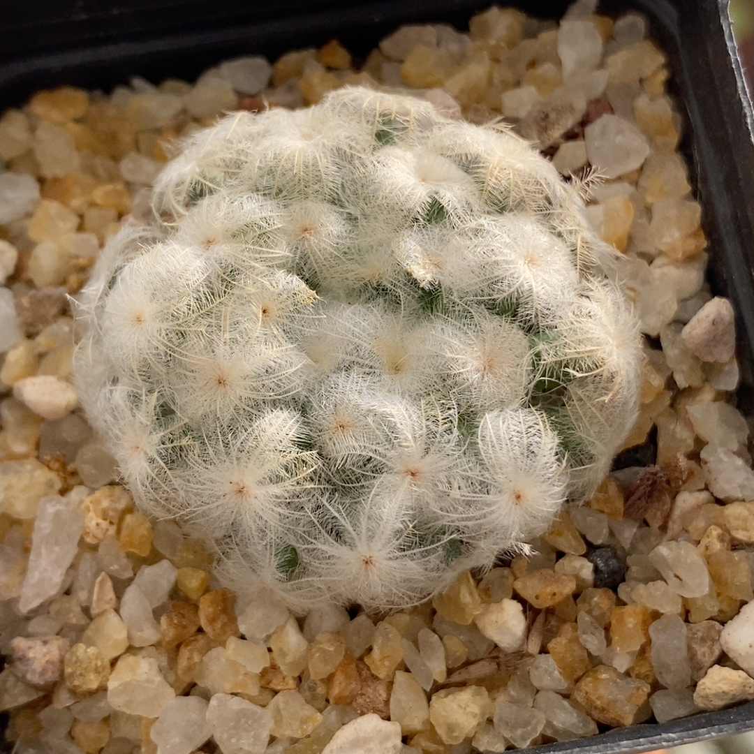 佛头白星3.3cm669