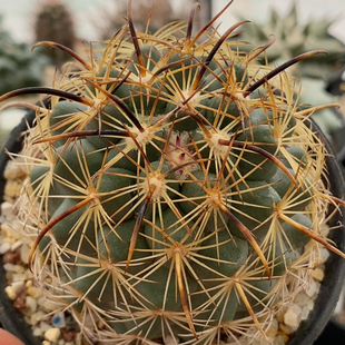 凤舞仙人球7.1cm645