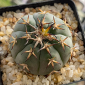 猫爪天平丸实生3.6cm938