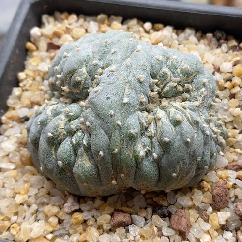 面包缀5.8cm868