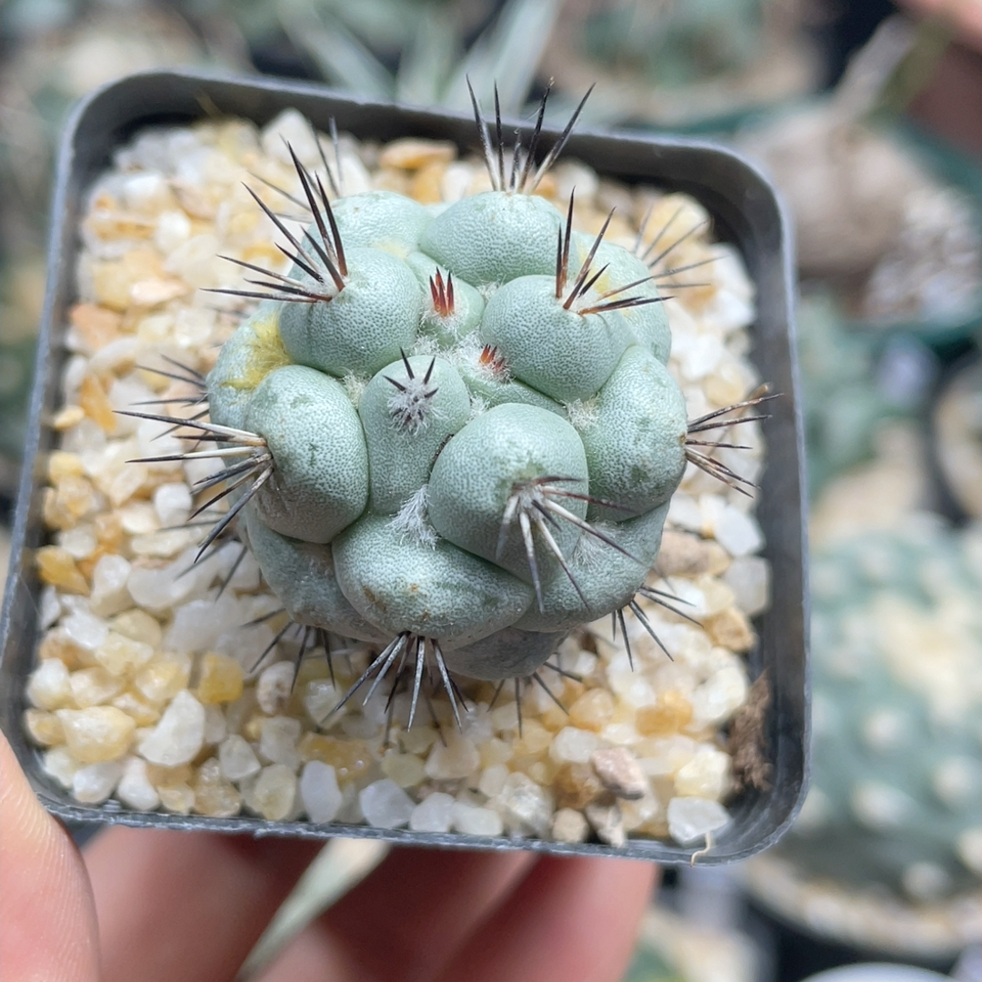 大疣帝王丸3.1cm595