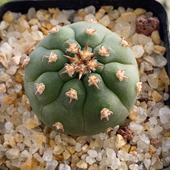 短豪刺猫爪实生3.3cm635