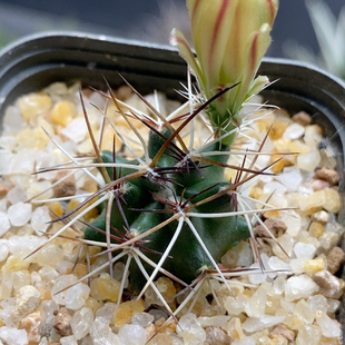 达氏青花虾实生2.3cm249