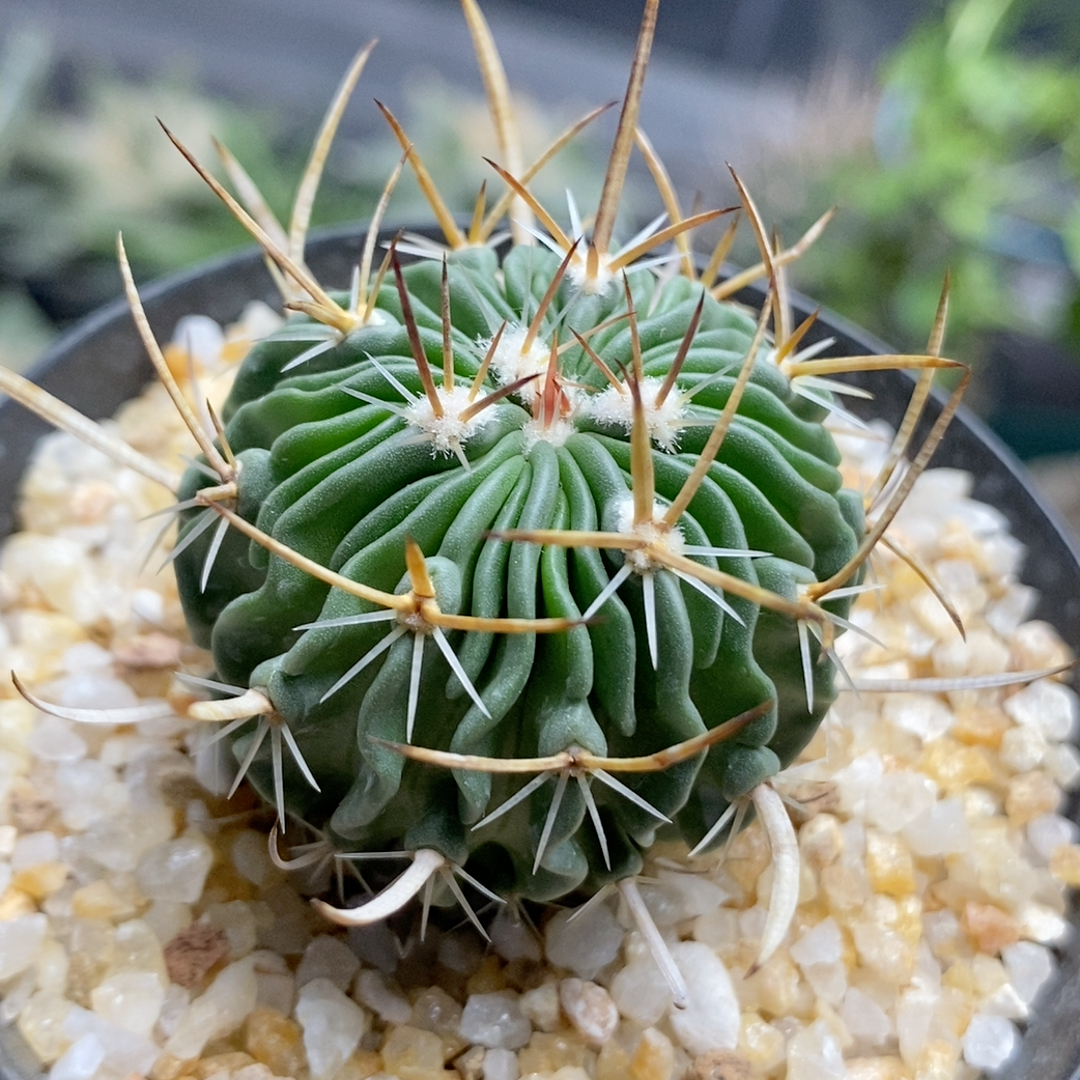 喷泉振武玉实生3.8cm587