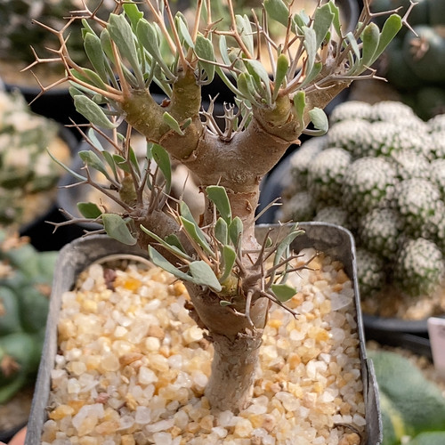 黑鬼殿厚敦菊实生5.2cm607