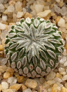 精巧丸仙人球2.4cm555