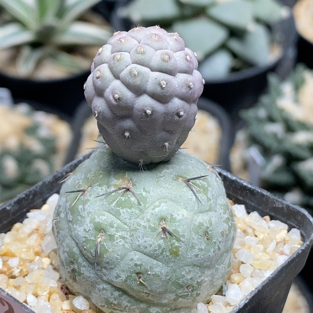 雪人习志野3.7cm291,鲜花速递/花卉仿真/绿植园艺,多肉植物,淘宝优惠券,粉丝福利购,淘宝优惠卷