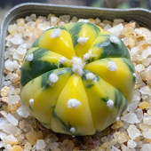 优选散斑兜锦实生3.3cm900