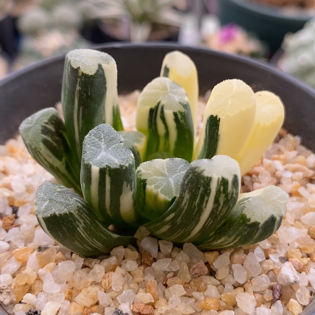 蜘蛛巢万象锦十二卷5.3cm3多肉植物
