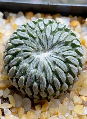 精巧丸仙人球2.9cm162