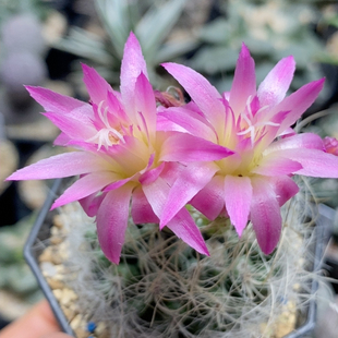 混乱玉实生4.7cm077