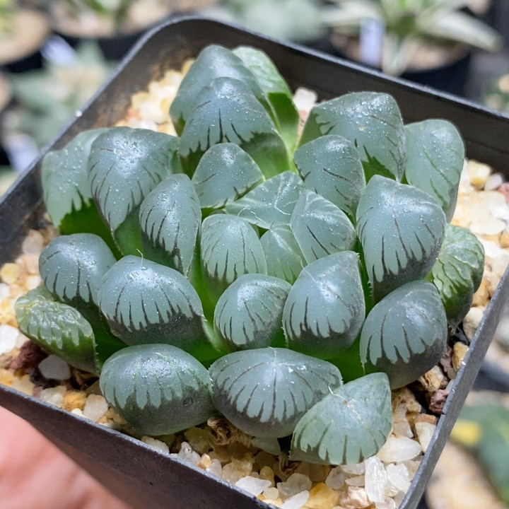 冰灯玉露十二卷6.5cm253多肉植物