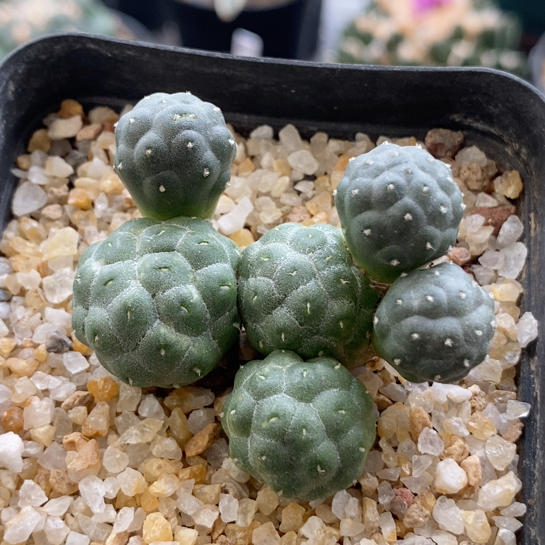 大型足球团扇4.7cm029多肉植物
