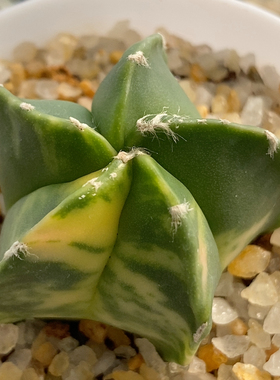 鸾锦实生3.5cm210