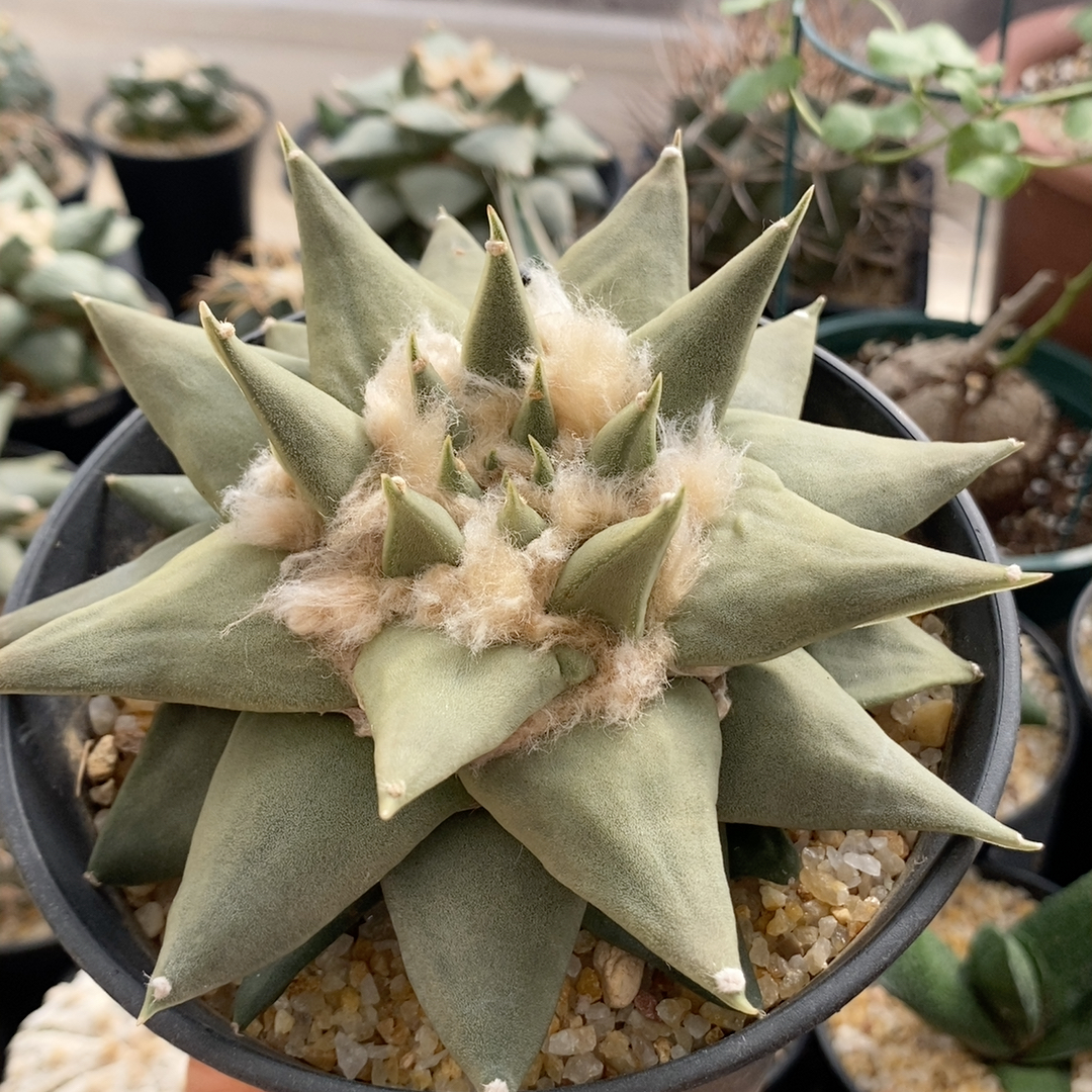 龙芽牡丹14.2cm385