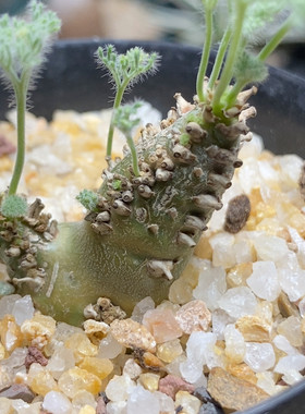 白皮月界实生3.3cm925