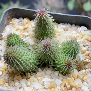 阿修罗罗摩科5.3cm569