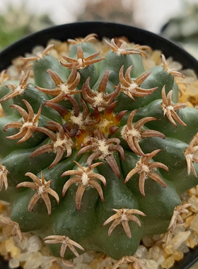 猫爪圆盘玉实生5.4cm502