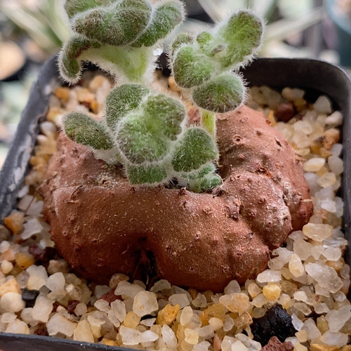 断崖王子实生块根5.1cm550